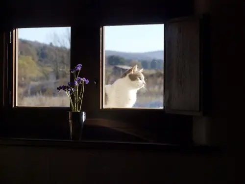 Gato en la ventana