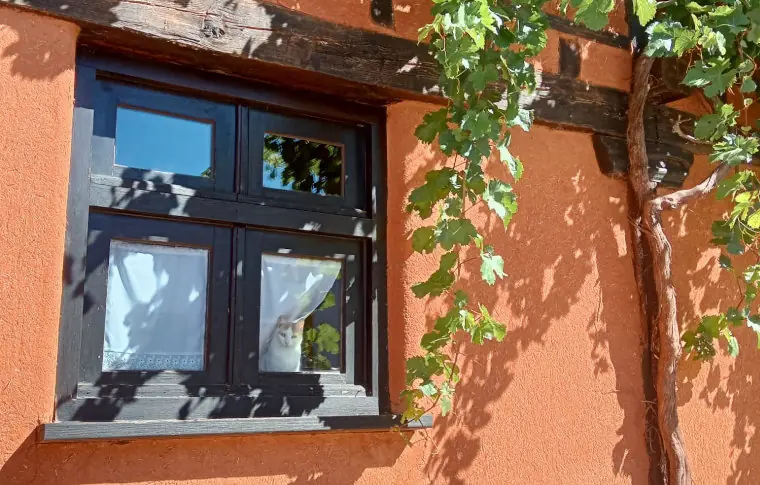 Gato en la ventana de hotel rural solo adultos en soria