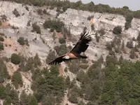 Buitre volando en el mirador de la galiana, Cañón del Río Lobos, Soria